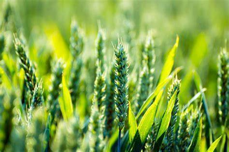 Agricultural